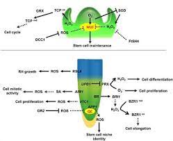 Cellulose can also be converted into cellulosic ethanol. Frontiers Mechanisms Of Ros Regulation Of Plant Development And Stress Responses Plant Science