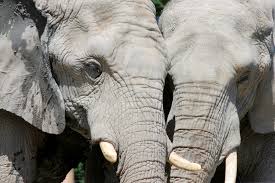 Energy is necessary for living beings to grow. Featured Animal African Elephant Animal Fact Guide