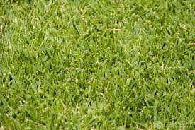 Maybe you would like to learn more about one of these? Choosing The Best Grass For Southern California Essential Home And Garden