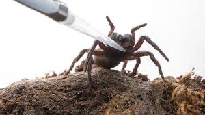 I just defeated sandman and am now on venom. Spider Venom May Offer Stroke Therapy Bbc News
