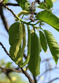 Image result for Milicia excelsa