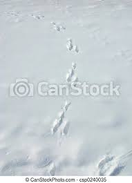 Rabbit Tracks In The Snow Canstock