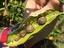Apple snail male female differences in hindiloved our content? Managing Snails In Citrus Orchards Agriculture And Food