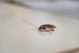 Baby Cockroaches How To Get Rid Of Them Pestproper Com