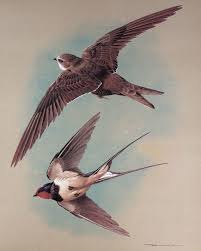 1965 vintage print swallow and swift basil ede birds of town bird prints bird art bird drawings