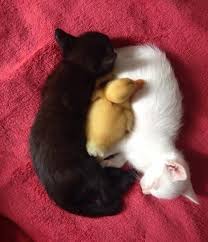 Whether It S Rubbing Against You With Their Tail Pushing You With Their Head Or Snuggling Up With Them In B Cute Animals Cute Baby Animals Animals Friendship