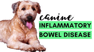 Inflammatory Bowel Disease Or Ibd In Dogs The Canine Health Nut