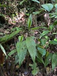 Image result for Corymborkis