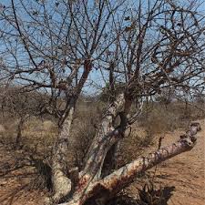 Image result for Sterculia rogersii