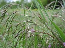 How to get rid of brome grass in lawn. How To Get Rid Of Cheatgrass In Your Yard Invasive Garden