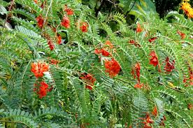 Image result for Sesbania macrantha