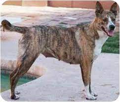 Unsere aussie hündin gemma mdr1 frei, hat am 15.05.21 ihre 7 gesunden und munteren babys bekommen,. Gilbert Az Australian Shepherd Meet Lucy A Pet For Adoption