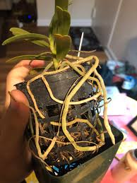 Image result for Rhipidoglossum rutilum