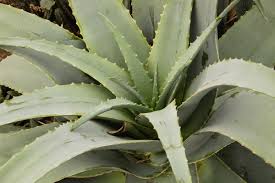 Image result for Aloe spicata