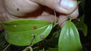 Image result for Smilacaceae