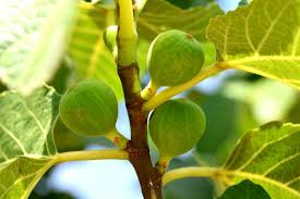 Figs are from the mediterranean area, where they grow wild in rocky areas with hardly any soil and very little humus. Fig Tree Care Top Tips