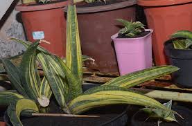 Image result for Sansevieria sinus-simiorum