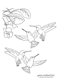 Hummingbirds Print Color Fun Free Printables Coloring Pages Crafts Puzzles Cards To Print Coloring Pages Bird Coloring Pages Coloring Books