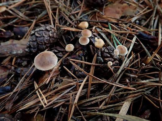 Bucks Fungus Group