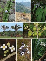 Image result for Eriolaena rulkensii