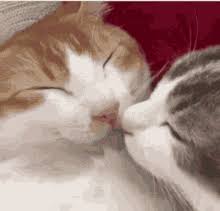 Check spelling or type a new query. Cat Kiss Gifs Tenor