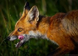 Adult red fox hunting in Bombay Hook National Wildlife Refuge | Smyrna, DE