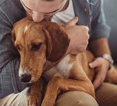 Pets are more relaxed in their own homes, in the comfort of their own bed, surrounded by families they love. In Home Pet Hospice And Euthanasia Services Caring Pathways