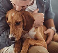 You'll start by calling our toll free number, 1.844.334.3374. In Home Pet Euthanasia Services In Denver And Noco Caring Pathways
