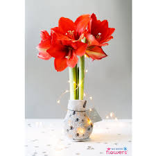 White lotus flowers beautiful images beautiful black and. No Water Flowers Home Facebook