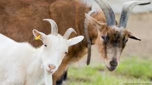 Гофра vibrant без оплетки 1.5in (38мм). Fc Cologne Mascot Hennes Gets New Goat Friend Plus Kids Sports German Football And Major International Sports News Dw 14 07 2017