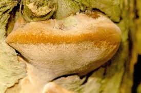 Image result for Phellinus pomaceus