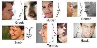 Nose Type Descriptions For Character Creation Nose Types Nose Shapes Shape Chart