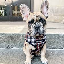 While we absolutely allow and encourage posts of corgi mixes, merle pembrokes are not corgi vs french bulldog (imgur.com). Breeding The Frenchie