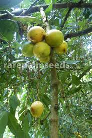 Image result for Ozoroa macrophylla