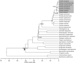 Image result for Emilia tenellula