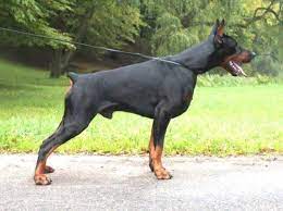 The doberman pinscher is not an overly sensitive breed, but there are certain things to be aware of. 100 European Doberman Pups From Champion Health Tested Parents For Sale In Lewisville Texas Classified Americanlisted Com