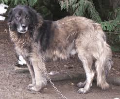 A Long Coated Grey Rize Koyun Dog Photo Orhan Yilmaz Download Scientific Diagram