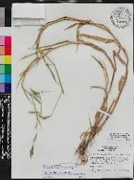 Image result for Urochloa jubata