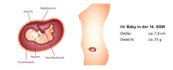 14 Ssw Schwangerschaftswoche Bauch Entwicklung Geschlecht