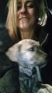 Red Deer's Lost and Found Animals!