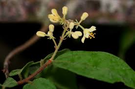 Image result for Malvaceae subfamily Grewioideae