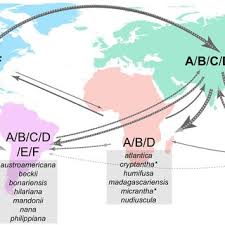 Image result for Rorippa nudiuscula