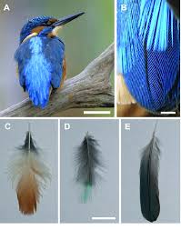 Bird With Orange Feathers Under Wings Download Scientific Diagram The Common Kingfisher Alcedo Atthis And Its Three Main Feather Types A The Colou Common Kingfisher Kingfisher Animal Alphabet