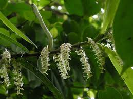 Image result for Tridactyle tricuspis