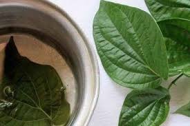 Ciri ciri daun sirih temu urat. Cuma Rebus 5 Lembar Daun Sirih Lalu Minum Airnya Rasakan Manfaatnya Yang Lebih Baik Dari Obat Redakan Asam Urat Hingga Sakit Jantung Semua Halaman Sajian Sedap