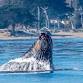 Whalefest Monterey event image