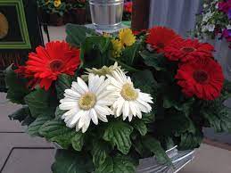 Gerbera Bengal Breeder Syngenta Gerbera Plants Breeders