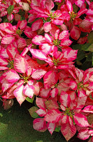 Image result for Buchnera pulcherrima