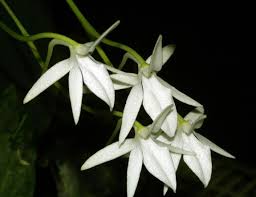 Image result for Jumellea usambarensis