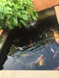 Ikan koi mempunyai corak yang khas dan dipercaya mampu… Best Koi Brunei Posts Facebook